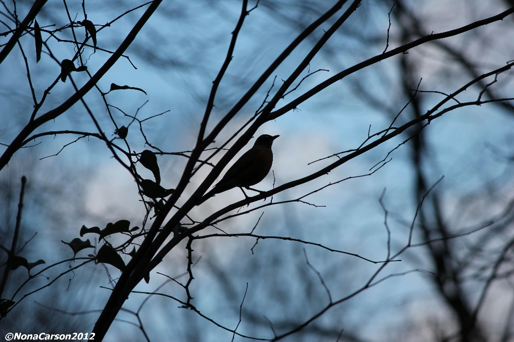 BackyardBirdinTree