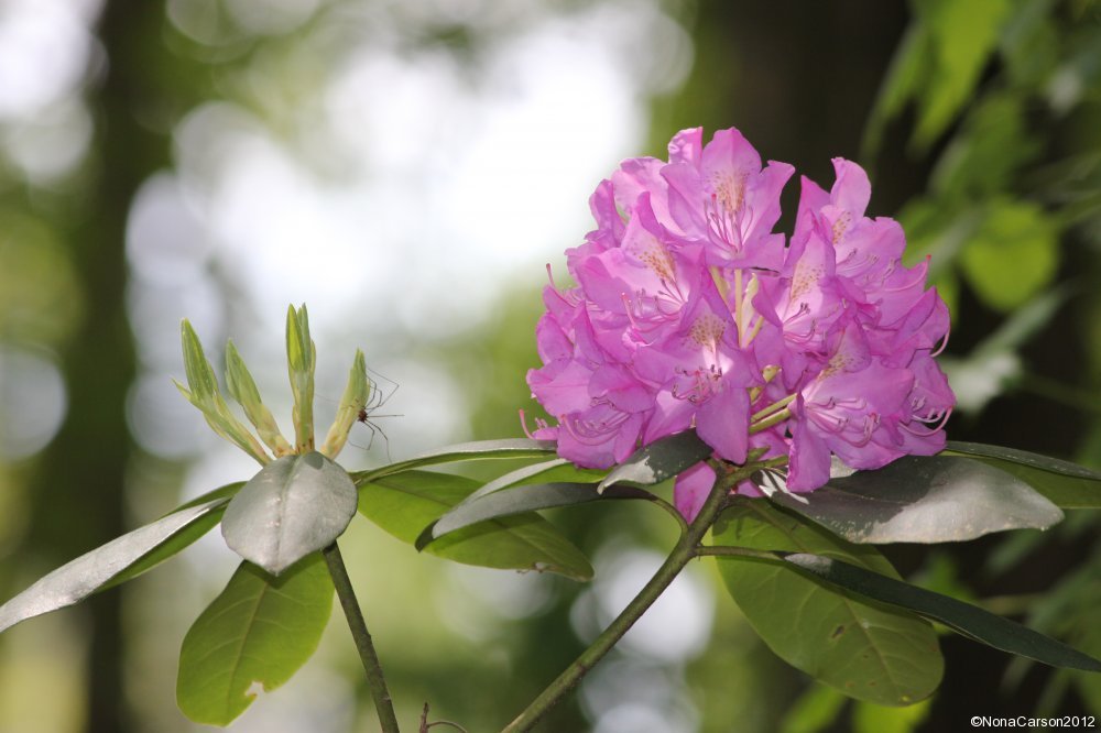 Rhododendron