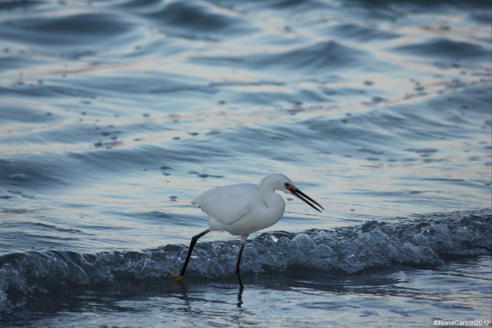 Longboat Key