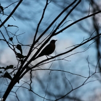 BackyardBirdinTree