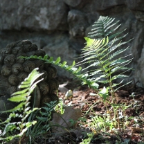 GardenBuddha