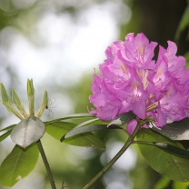 Rhododendron