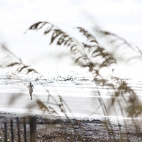 Hilton Head Runner