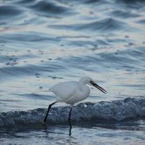 Longboat Key